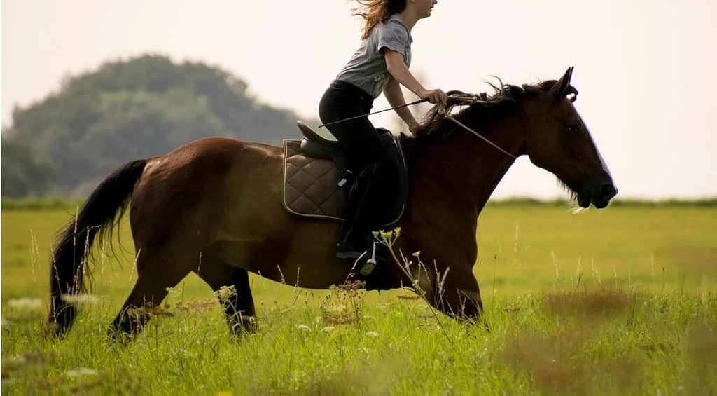 Comment monter à cheval