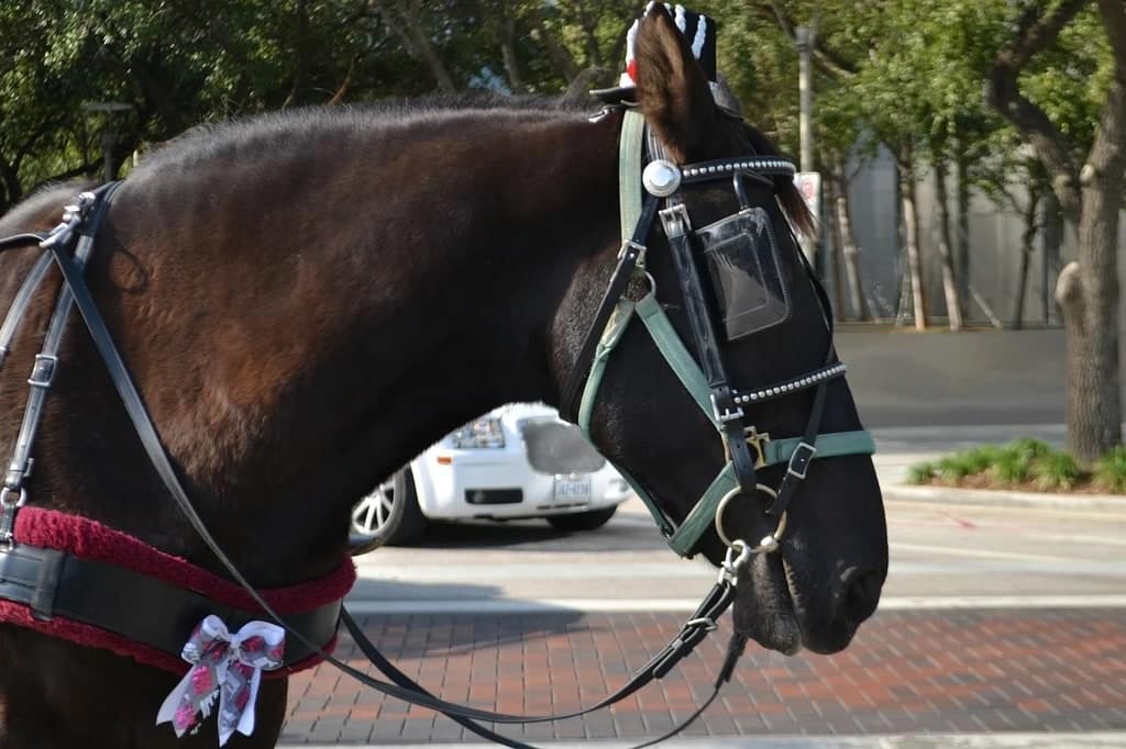 Conseils pour débuter l'équitation